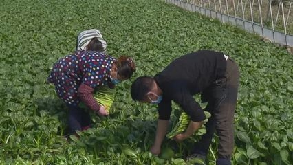 新增千畝種植基地、電話直送小區——上海金山蔬果供應出新招