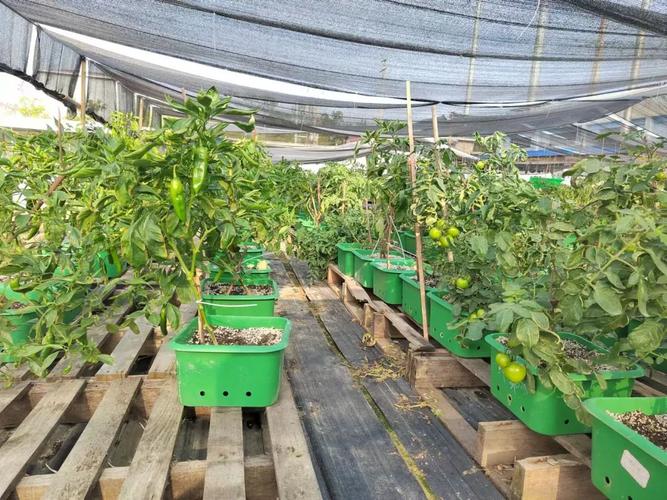 豐益菜肥施一施，田間碩果掛滿枝——蔬果專業合作社的綠色實踐與豐產秘訣