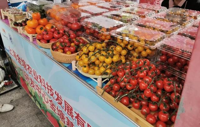 金山首屆番茄節開幕，蔬果專業合作社邀您共享豐收盛宴