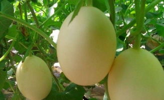 果蔬觀光采摘,河北伊麗莎白甜瓜,唐山生態采摘園,唐山素食餐廳,紅肉雪梨采摘,價格,批發 供應 廠家 唐山市路北區亞棟果蔬農民專業合作社 一大把