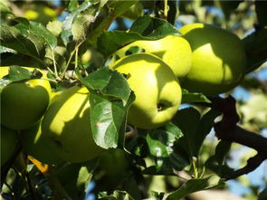 鹽源縣新農通果蔬種植專業合作社用優質產品鑄口碑