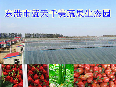 蔬果專業合作社 新農村商網中的商戶庫新力量