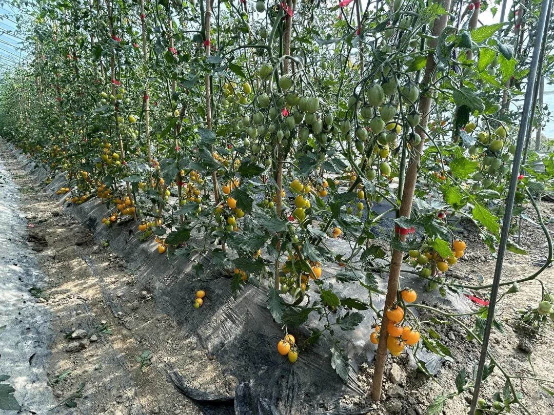 七彩小番茄俏麗上市，蔬果專業合作社迎來春日采摘熱潮