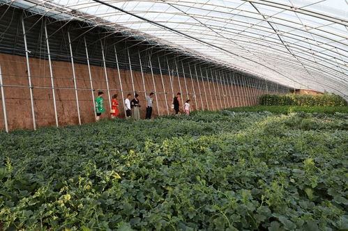圖話孝義 健康營養有機果蔬喜獲豐收，蔬果專業合作社譜寫致富新篇