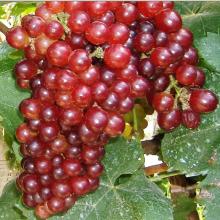 棲霞市文遠(yuǎn)果蔬專業(yè)合作社 打造綠色產(chǎn)業(yè)鏈，助力鄉(xiāng)村振興